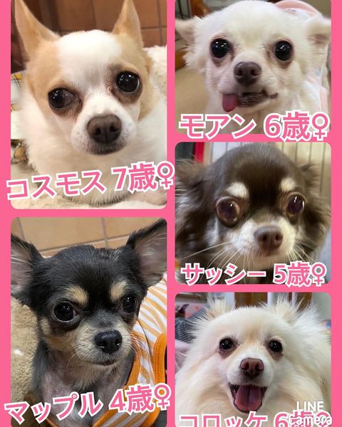 🐾今日の里親様募集中ワンコ🐶メンバーです🐾2022,10,26【保護犬カフェ天神橋店】